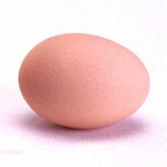 Photo of egg