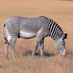 Photo of zebra