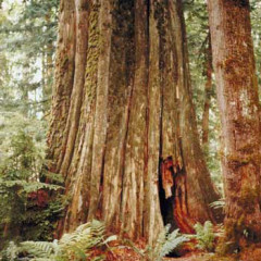 Photo of forest