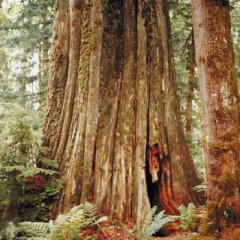 Photo of forest