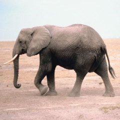 Photo of elephant