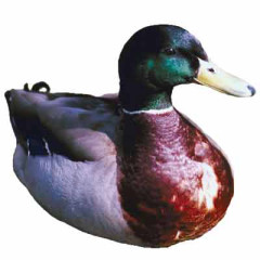 Photo of duck