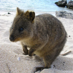 Photo of quokka