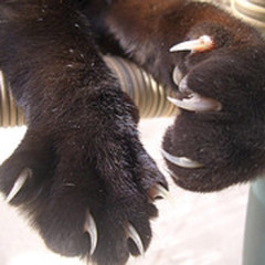 Photo of claws