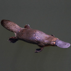 Photo of platypus