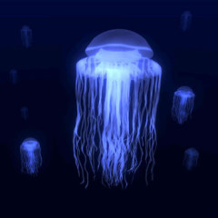 Photo of jellyfish