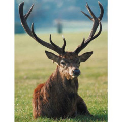 Photo of deer