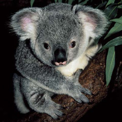 Photo of koala