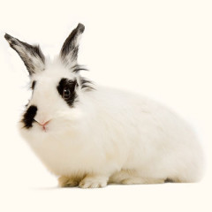 Photo of rabbit