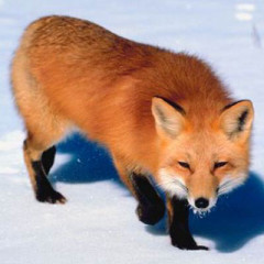 Photo of fox