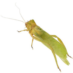 Photo of grasshopper