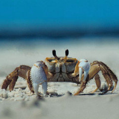 Photo of crab