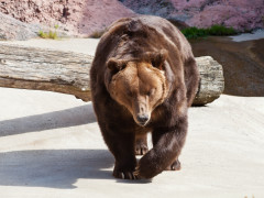 Photo of bear