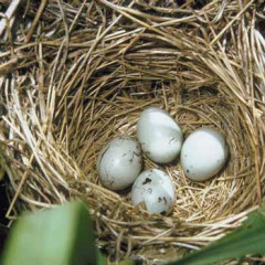 Photo of nest