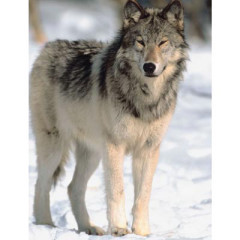 Photo of wolf