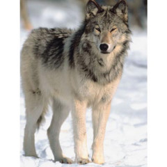 Photo of wolf