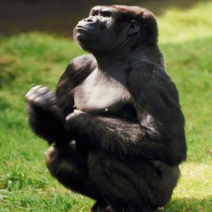 Photo of gorilla