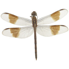 Photo of dragonfly