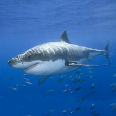 Photo of shark