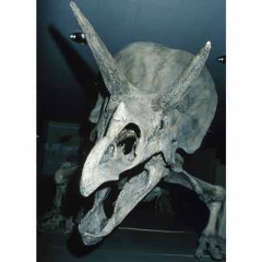 Photo of dinosaur