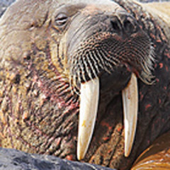 Photo of tusks