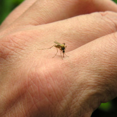 Photo of mosquito