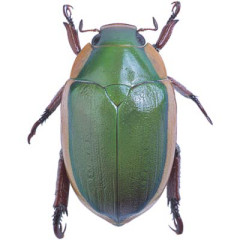 Photo of beetle