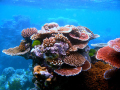 Photo of coral