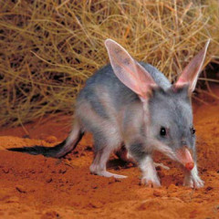 Photo of Bilby