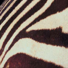 Photo of stripy