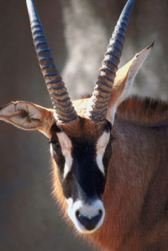 Photo of antelope