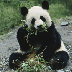 Photo of panda