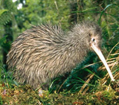 Photo of kiwi