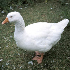 Photo of goose