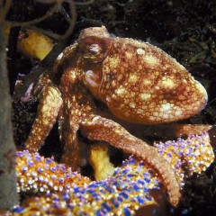 Photo of octopus