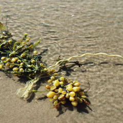 Photo of seaweed