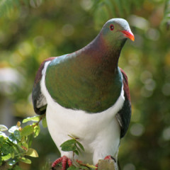 Photo of kereru