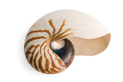 Photo of shell