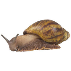 Photo of snail
