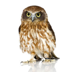 Photo of owl