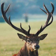 Photo of antlers