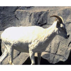Photo of goat