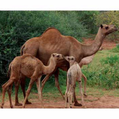 Photo of camel
