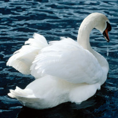Photo of swan