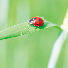 Photo of ladybug