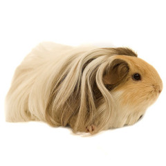Photo of guinea pig