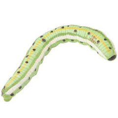 Photo of caterpillar