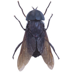 Photo of fly