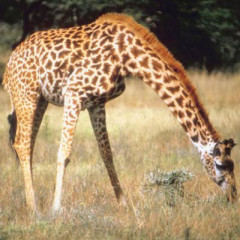 Photo of giraffe