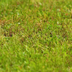 Photo of grass